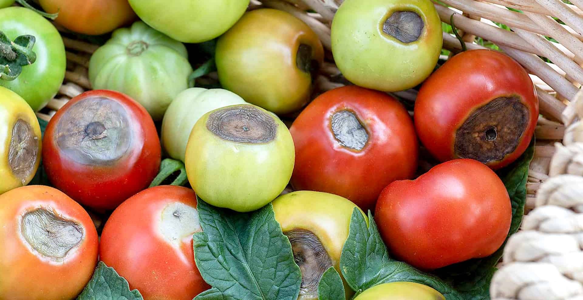 Deffeciancy of Calcium In tomato Fruit