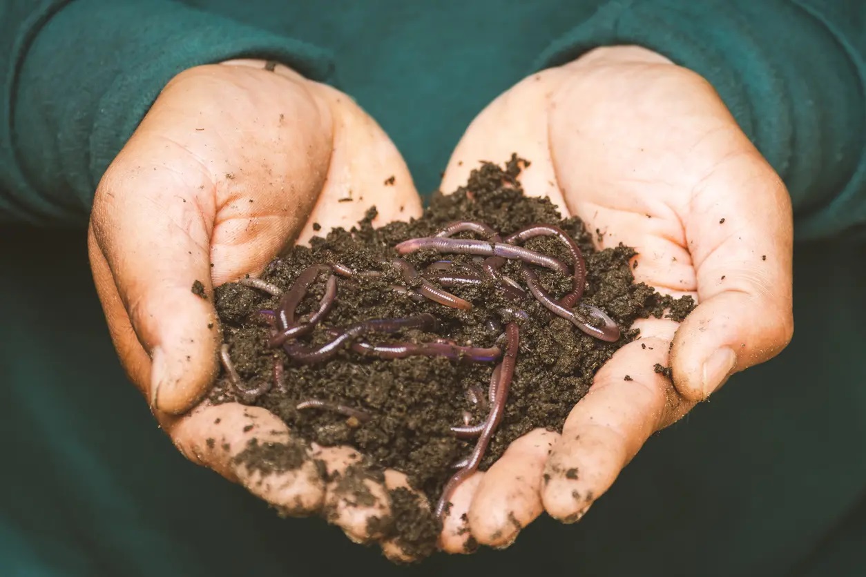 earthworm farming