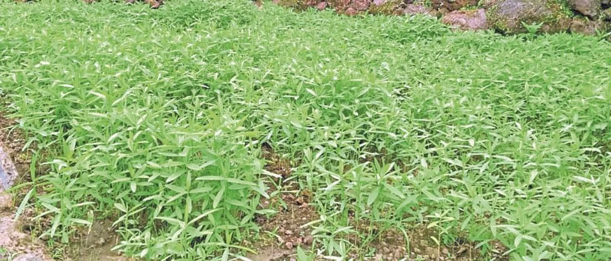 Green Manure 