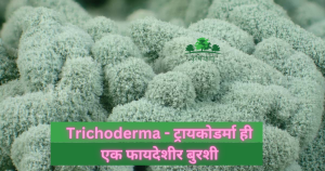 Trichoderma - ट्रायकोडर्मा ही एक फायदेशीर बुरशी.