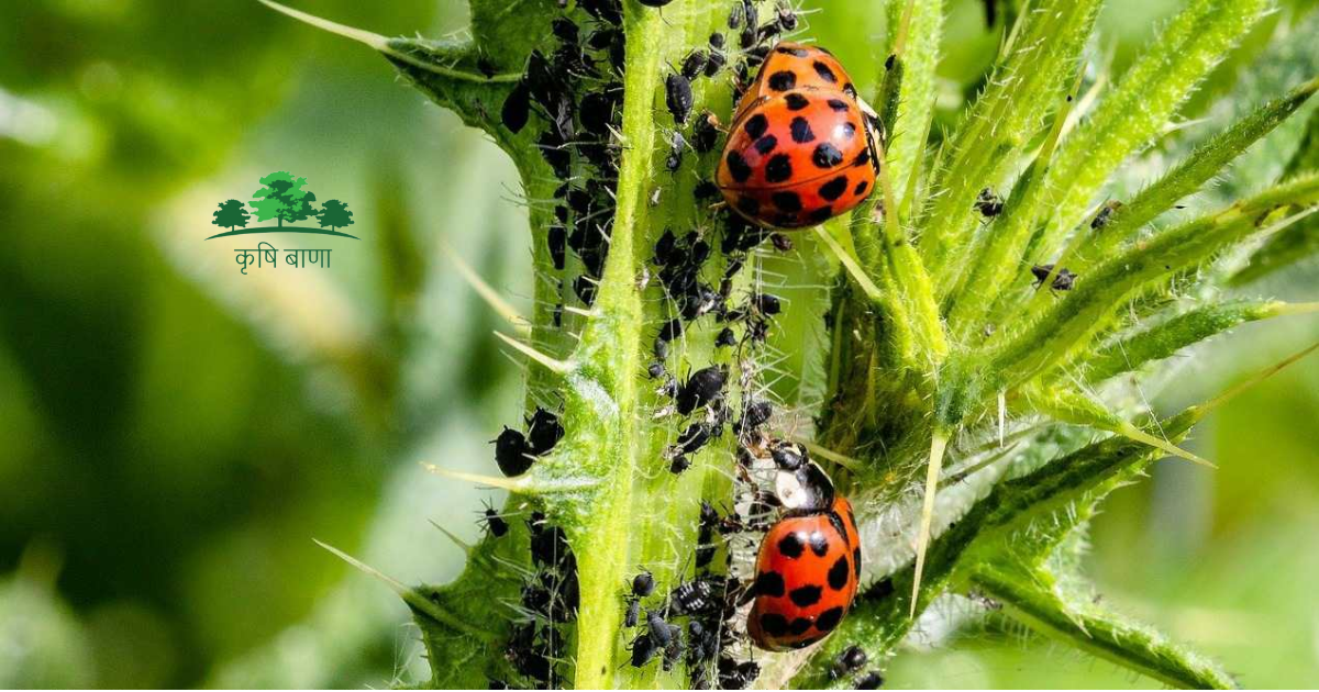 Indicators of pests and diseases on your crop.